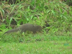 Blond, Sperma in gezicht, Voeten, Vriendin, Handbeurt, Olie, Kut duiken, Nat