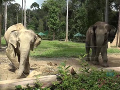 Amateur, Mamada, Morena, Novia, Aceite, Orgasmo, Al aire libre, Coño