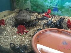 素人, フェラチオ, 口内発射, 彼女, 手コキする, 小柄, ハメ撮り, オマンコ