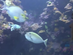 素人, ビーチ, ビキニ, 露出狂, 彼女, ヌード, オイル, ハメ撮り
