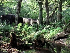 Arsch, Schönheit, Blasen, Prominente, Schwanz, Nippel, Titten, Vintage