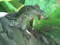 Enthousiasteling, Pijpbeurt, Bruinharig, Eten, Vriendin, Openbaar, Kut duiken, Tieten likken