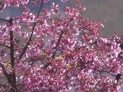 Азиатки, Минет, Бондаж, Грудастые, Секс без цензуры