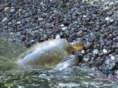 Amateur, Plage, Blonde, Nue, De plein air, Petite femme, Pov, Nénés