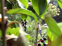 Большой член, Писсинг, Подглядывание