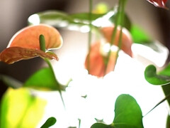 Aziatisch, Kont, Pijpbeurt, Lul, Hardcore, Kut duiken, Zuigen, Tieten likken