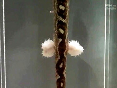 18 años, Asombroso, Asiático, Culo, Culo grande, Polla, Adolescente, Mojado