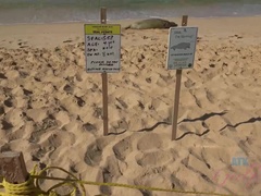 Amateur, Brunette brune, Branlette thaïlandaise, Huilée, Piercing, Pov, Maigrichonne, Nénés