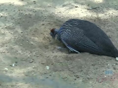 Enthousiasteling, Kont, Blond, Sperma, Gezichtspunt, Kut duiken, Geschoren, Tieten likken