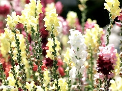 Grote mammen, Pijpbeurt, Sperma shot, Hd, Moeder die ik wil neuken, Monster, Realiteit, Schreeuwen