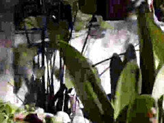 お尻, デカ尻, フェラチオ, イく瞬間, ゲーム, 異人種間, 自然山雀, オッパイの