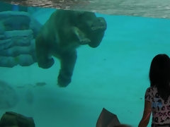 素人, フェラチオ, 茶髪の, 中出し, ハメ撮り, ふっくら乳首, ラフ, バイブレーター