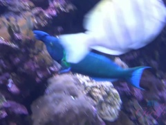 お尻, 浴室, ビーチ, 茶髪の, ドレス, 彼女, オマンコ, 剃毛