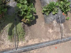 Enthousiasteling, Daddy, Flexibiel, Vriendin, Buiten, Klein, Gezichtspunt, Mager