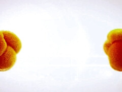 Любители, Большие сиськи, Грудастые, Лесбиянка, Мастурбация, Натуральные сиськи, Соло, Сиськи