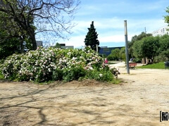 Culo, Verga grande, Mamada, Morena, Al aire libre, Perforación, Público, Coño