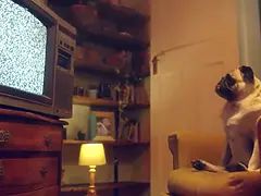 Amateur, Cul, Beauté, Hd, Lesbienne, Léchez, Orgasme, Nénés