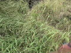 Leie, Bikini, Brille, Pov, Muschi, Dürr, Tätowierung, Titten