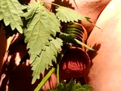 Leie, Hd, Reif, Milf, Nippel, Im freien, Öffentlich, Spanner