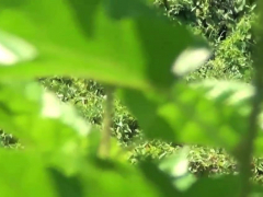 アジア人, 中国人, 大学生, フェティッシュ, Hd, 現実, ユニフォーム, のぞき