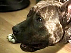 Bruinharig, Dubbele penetratie, Frans, Oud