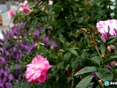 Enthousiasteling, Bruinharig, Hd, Masturbatie, Alleen, Tiener, Tieten likken